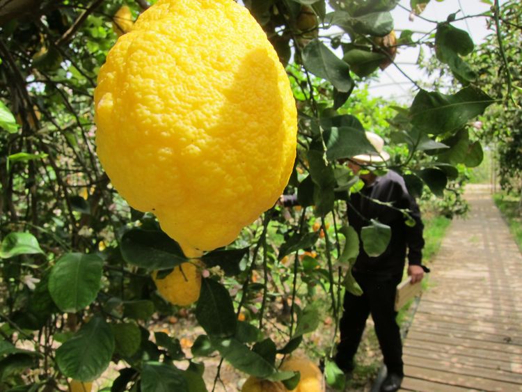 Ein große gelbe Zitrusfrucht