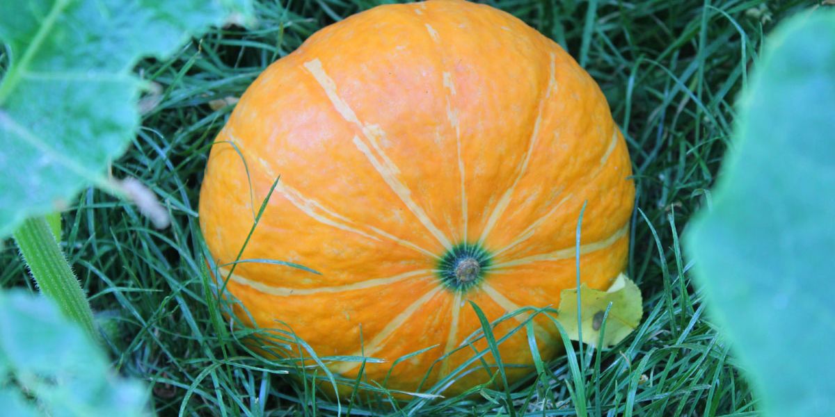 die wichtigsten regeln beim kurbisanbau garten derstandard at lifestyle