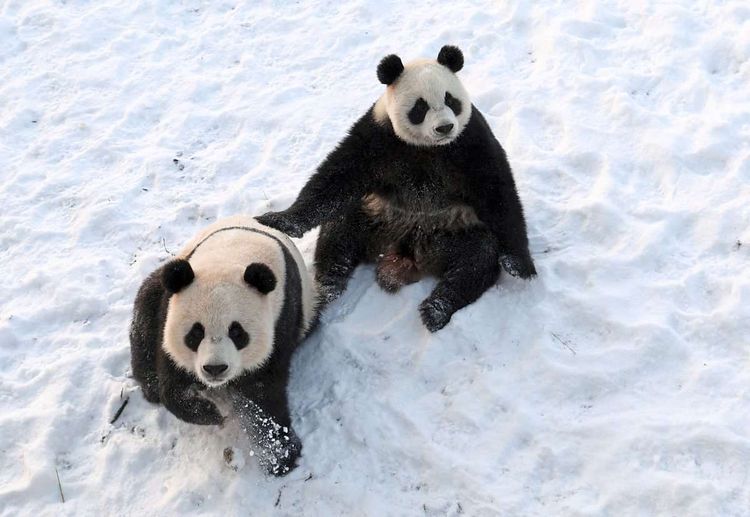 Zwei Pandabären im Schnee