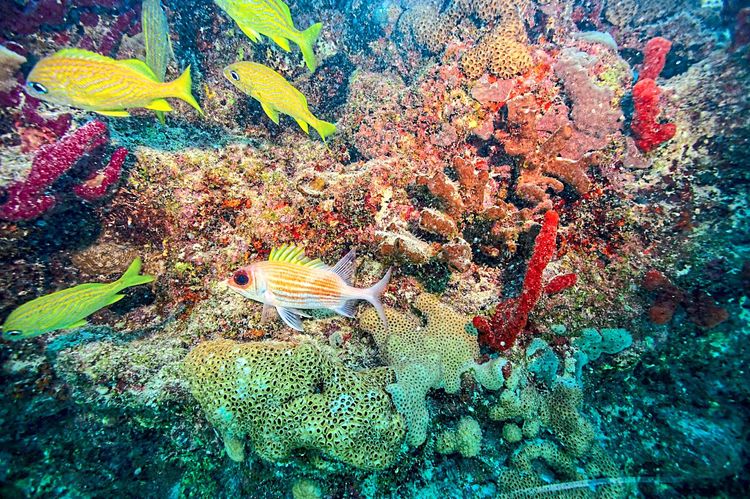 Korallenriffe, Fischbestände, Überfischung