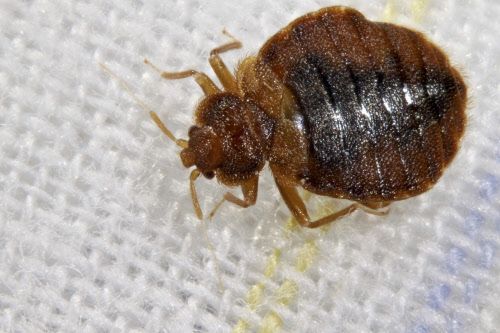 Insecticide manufacturer: