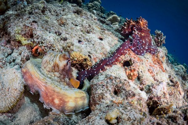 -Sex-Arm-m-nnlicher-Oktopoden-liefert-blindlings-Spermienpaket-ab