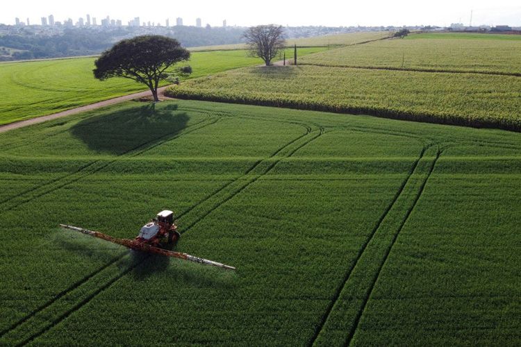 Pestizid-Dosis für Weizen in Brasilien.
