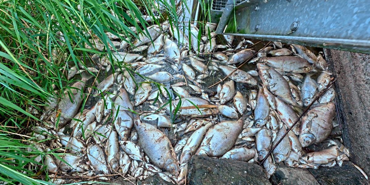 Mehr als 200 Tonnen tote Fische wurden aus der Oder geholt Natur