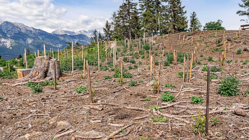 Der Wald stößt mehr CO2 aus, als er aufnimmt: Wie kehrt man den Trend um?