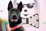 Hund schießt in den USA mit Schrotflinte auf Frau