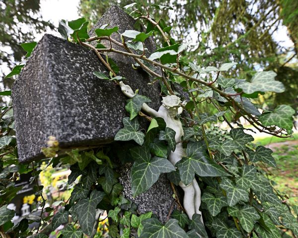 Deutscher-Ahnenforscher-auf-Friedhof-im-Bezirk-Korneuburg-von-Grabstein-eingeklemmt
