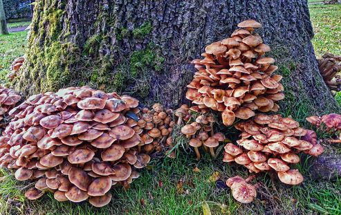 Die grten Pilze der Erde wiegen so viel wie drei Blauwale zusammen -  Natur - derStandard.de  Wissen und Gesellschaft