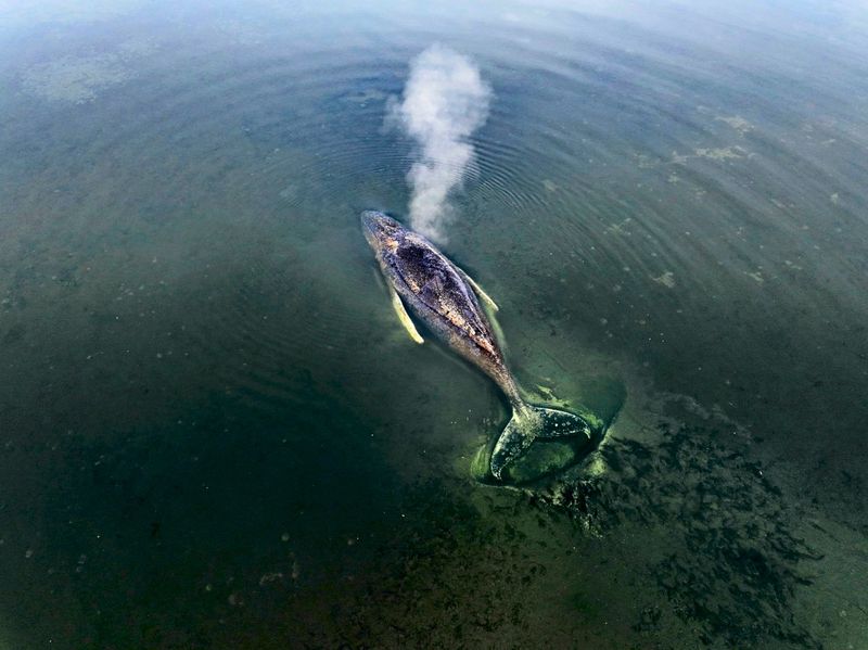 Buckelwal vor Wismar atmet noch – Rettungsversuch abgesagt