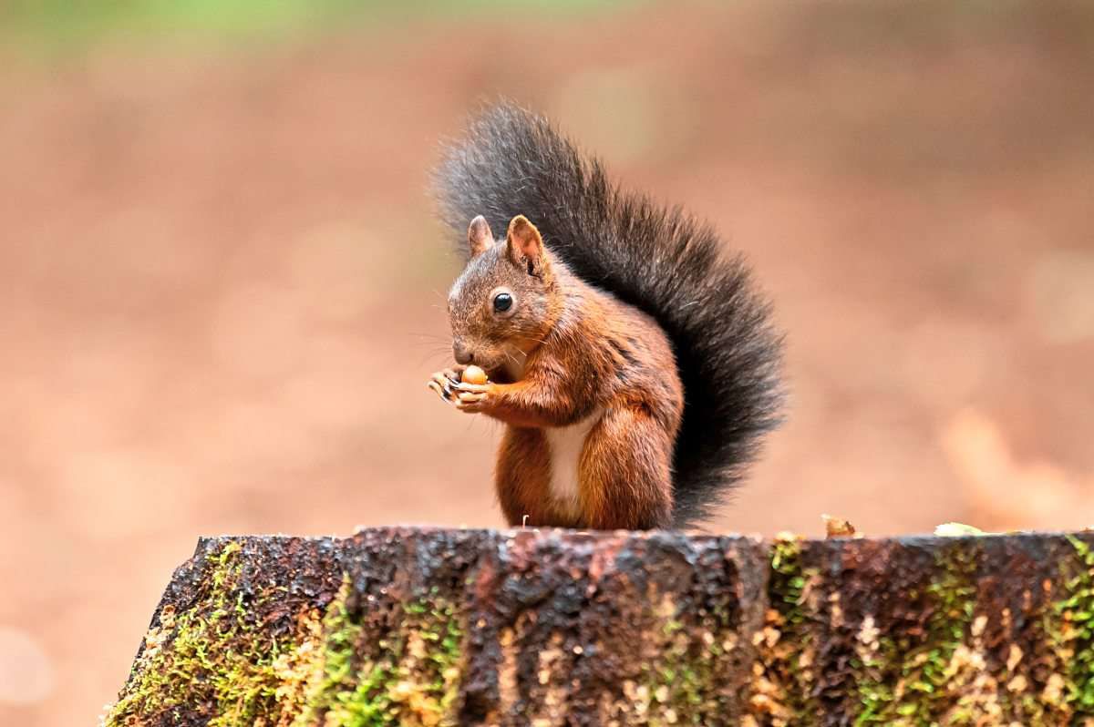 Rot oder schwarz? Welches Eichhörnchen das heimische ist - Natur ...