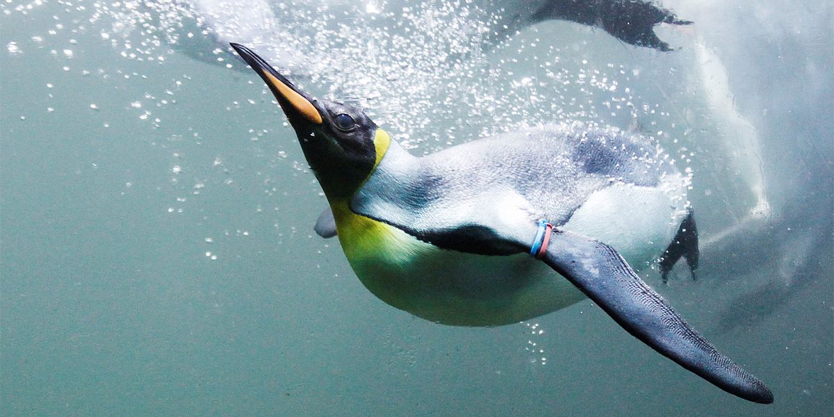 Pinguine entstanden auf versunkenem Kontinent - Spektrum der Wissenschaft
