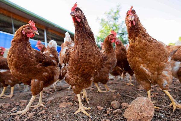 Vogelgrippe-Erster-bekannter-H5N5-Infizierter-in-USA-gestorben