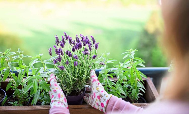 Eine Frau pflanzt einen Stock Lavendel.