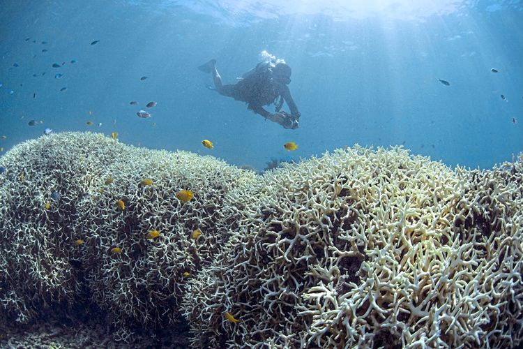 Korallenbleiche, steigende Meerestemperaturen