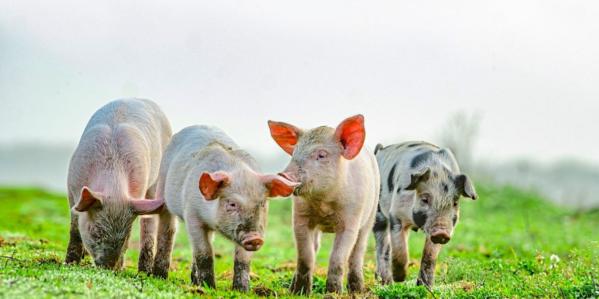 Wie Schweine ihren Artgenossen in Not zur Hilfe eilen