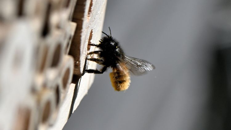 Mauerbiene im Insektenhotel
