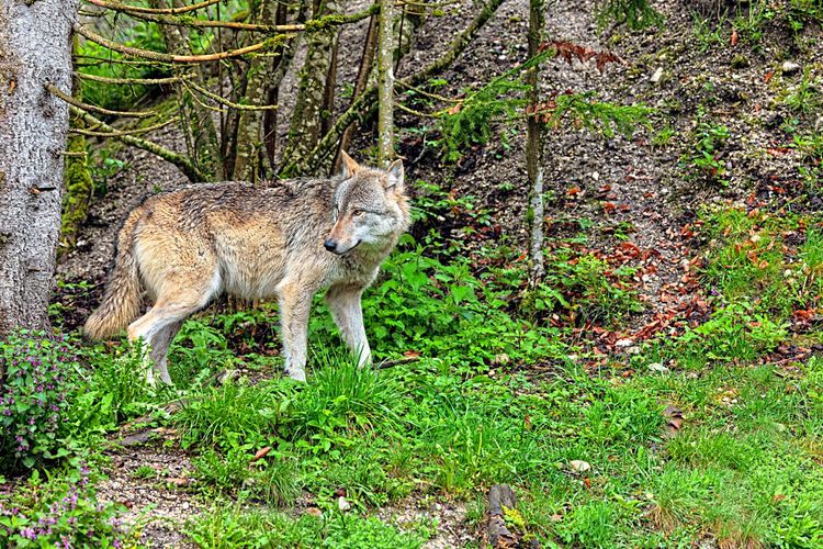 Wolf Canis lupus im Wald - Wolfsabschuss in Tirol