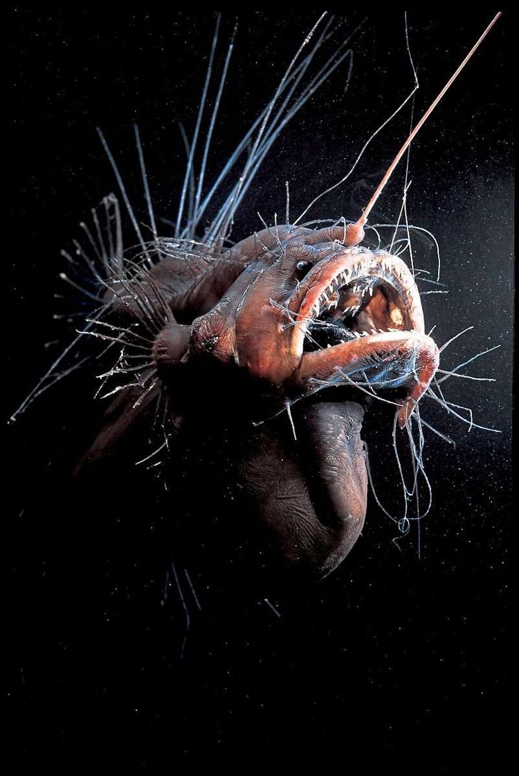 Furchterregender Tiefsee-Anglerfisch mit geöffnetem Maul und prominenten Zähnen.