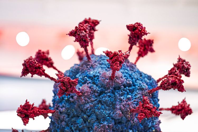 Im Bild ist ein Ausschnitt des Coronavirus-Modells, das im NHM ausgestellt ist, zu sehen.
