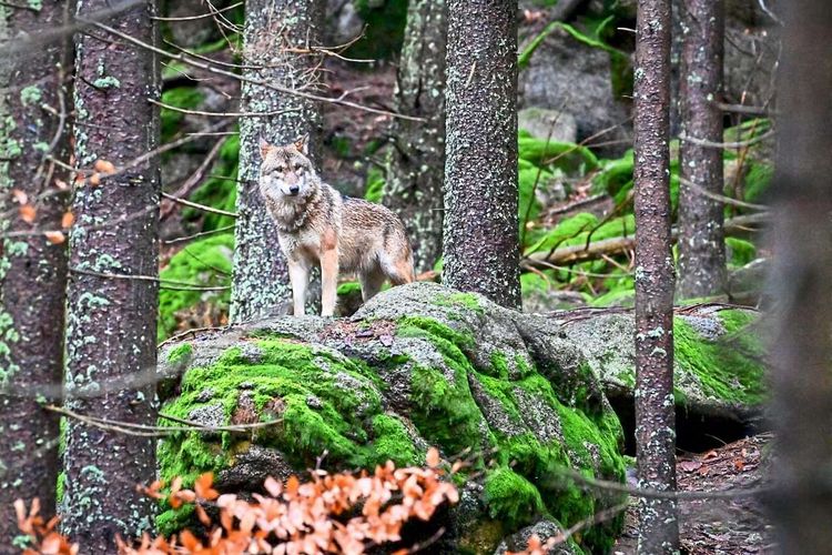 Wolf auf einem Fels im Wald