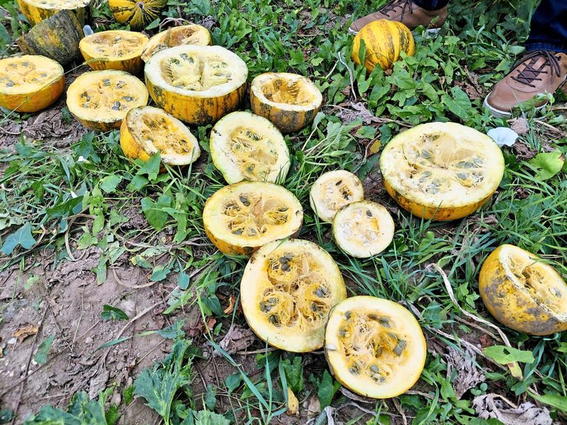 Klimakrise drosselt Kernöl: Starke Ernteeinbußen in Teilen der Steiermark