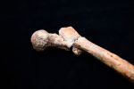 Fossilien einer spektakulären Österreich-Expedition dürfen Wien besuchen ab7270e1 1d29 4e13 a382 a3b54c79342d