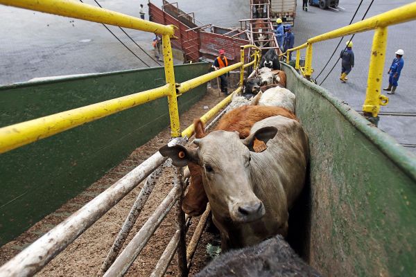 Warum-bei-globalen-Viehtransporten-immer-wieder-Katastrophen-passieren