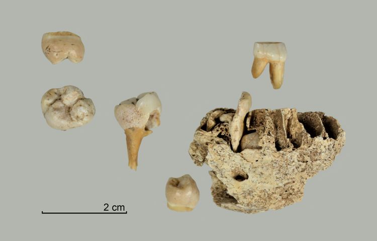 Prähistorische Zähne und ein Knochenteil