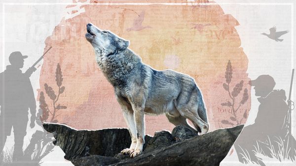 Jagen-oder-sch-tzen-Wie-gef-hrlich-ist-der-Wolf-