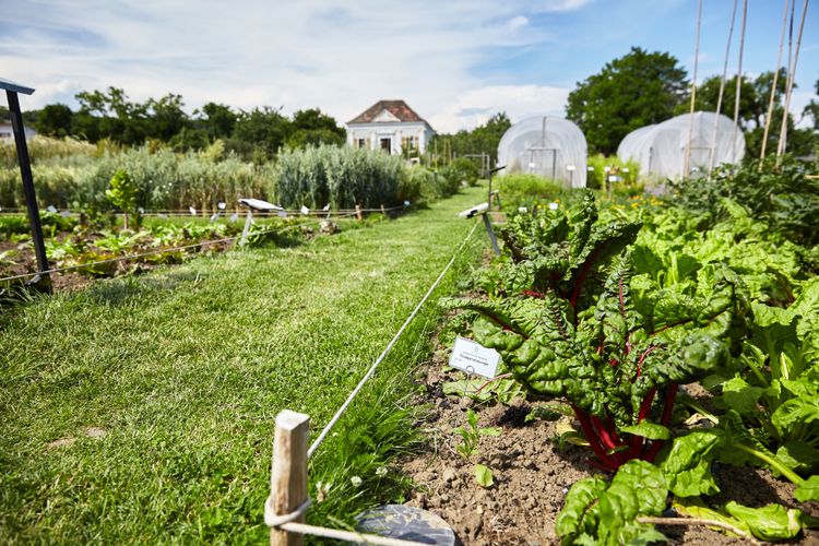 Wochenende Bio Jungpflanzenm rkte Neubaugassenflohmarkt