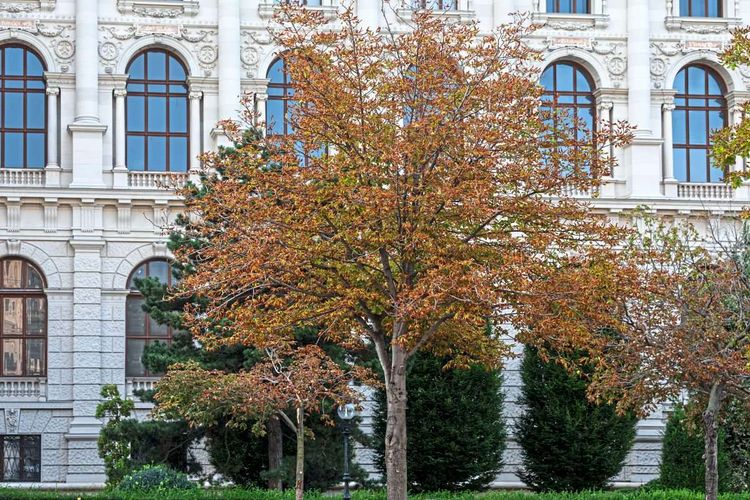 Trockenheit, Dürre, Klimawandel, Baum, vertrocknete Bäume in Wien, verfärbte Blätter im Sommer