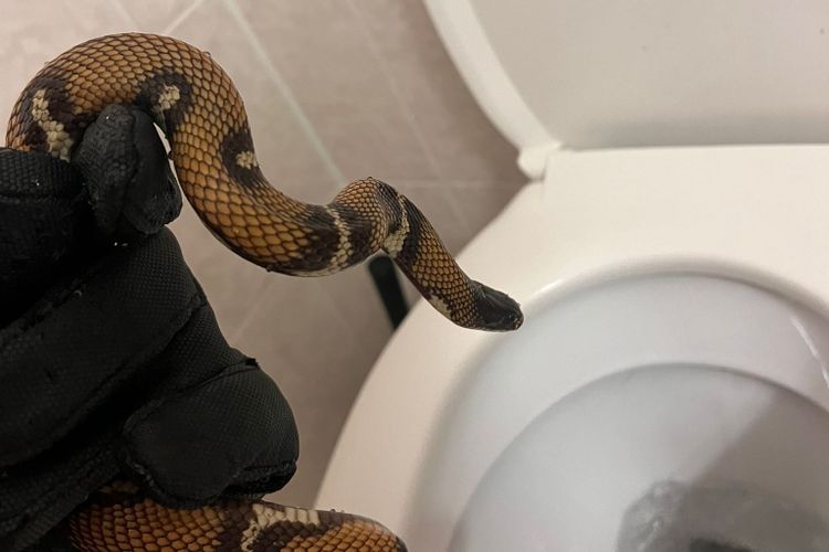 Schlange über Toilette