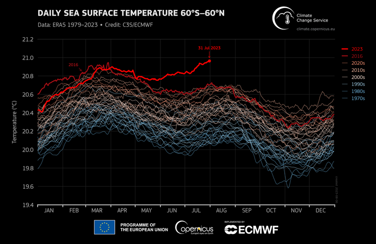 Graphen zeigen den Jahresverlauf der Meerestemperaturen, am 31. Juli 2023 erreicht der rote Graph für 2023 einen Höchstwert, der deutlich über den anderen Kurven liegt.
