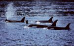 Orcas sink yacht, family rescued