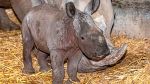 Nashorn-Baby im Zoo Schmiding in Oberösterreich geboren d2f1f7c6 999a 4a2c bd4e 7a2cd1acbb7c
