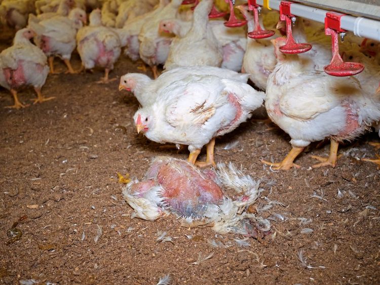 Verkehrs-Schutz für Hühner  Als sie in Haßloch ein entlaufenes