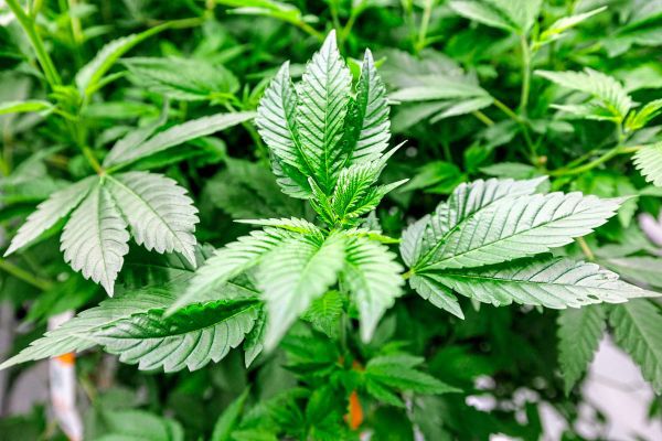 ÖVP und Grüne haben keine Ahnung, wie man Cannabis legalisieren kann