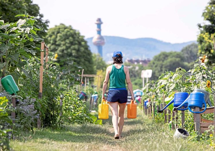 Person mit kurzer Sommerkleidung geht mit zwei Gießkannen an Feldern mit Sonnenblumen und anderen Kulturpflanzen vorbei, im Hintergrund sieht man den Spittelauer Turm der Wiener Fernwärme.
