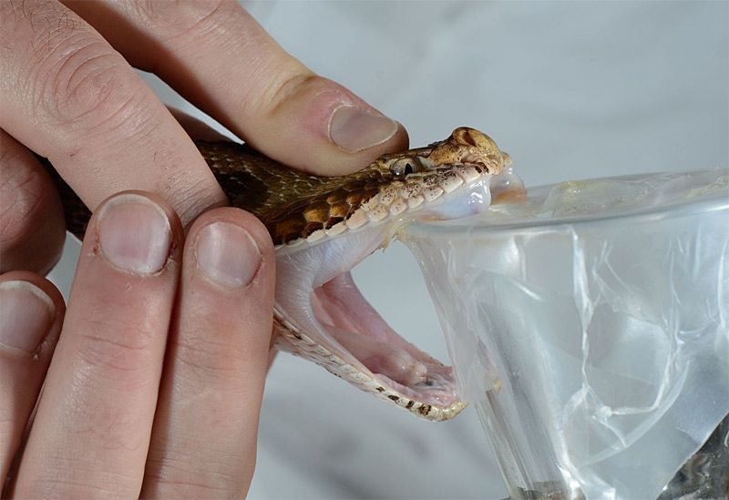 Die heilsamen Wirkungen tödlicher Tiergifte - Natur - derStandard.at › Wissenschaft