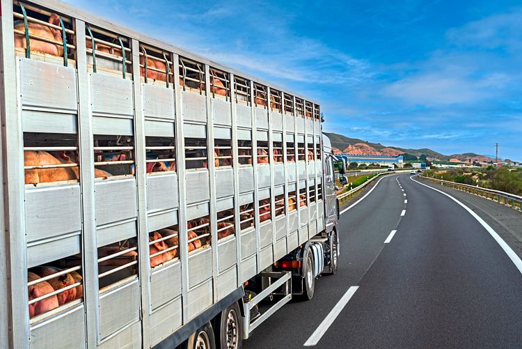 Ein Tiertransporter auf der Autobahn