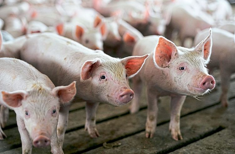 Soja als Tierfutter in der Schweinemast