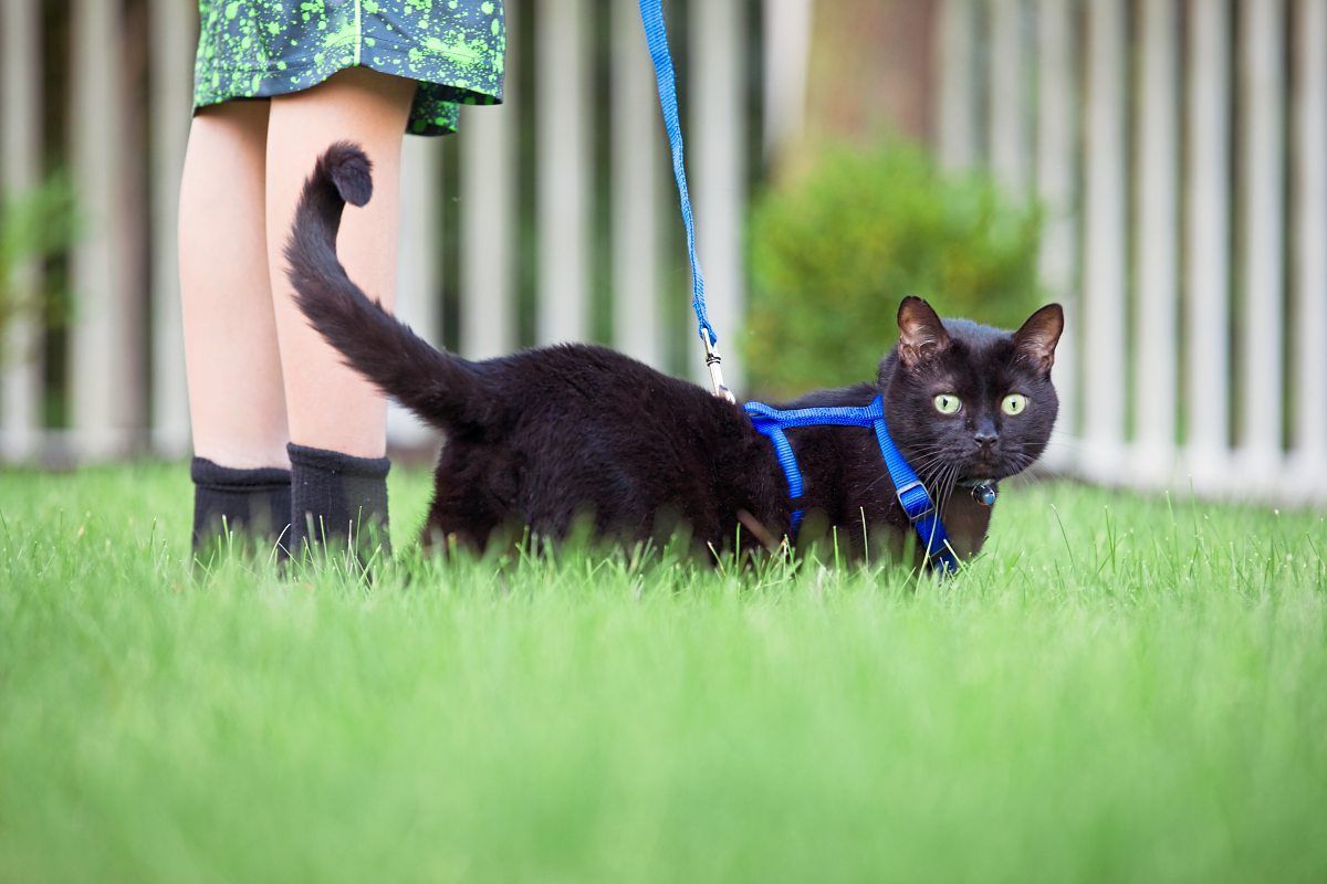 Pro & Kontra Mit der Katze an der Leine spazieren gehen Lifestyle derStandard.de › Lifestyle