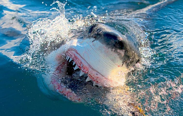 Faszinierend und furchteinflößend: Hai-Sichtungen scheinen sich weltweit zu mehren. Die Gefahr, gebissen zu werden, ist allerdings gering.