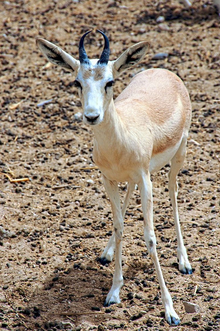 Eine Gazelle in der Wüste bei Al Ain in Abu Dhabi