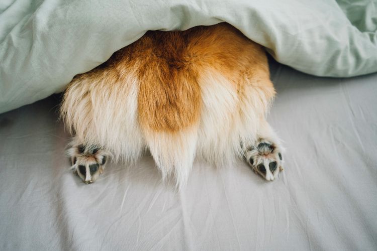 Hundepfoten, die unter einer Bettdecke hervorschauen