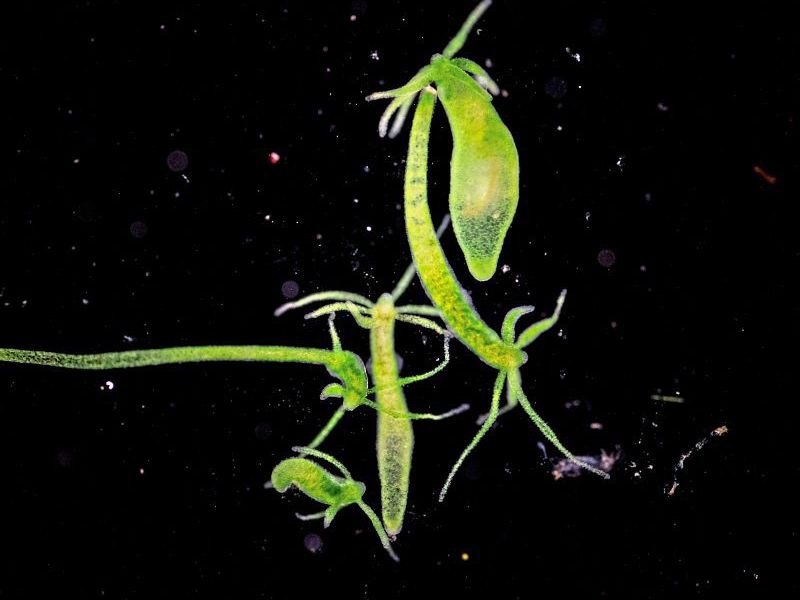 Die sterbliche Schwester der unsterblichen Hydra Natur derStandard