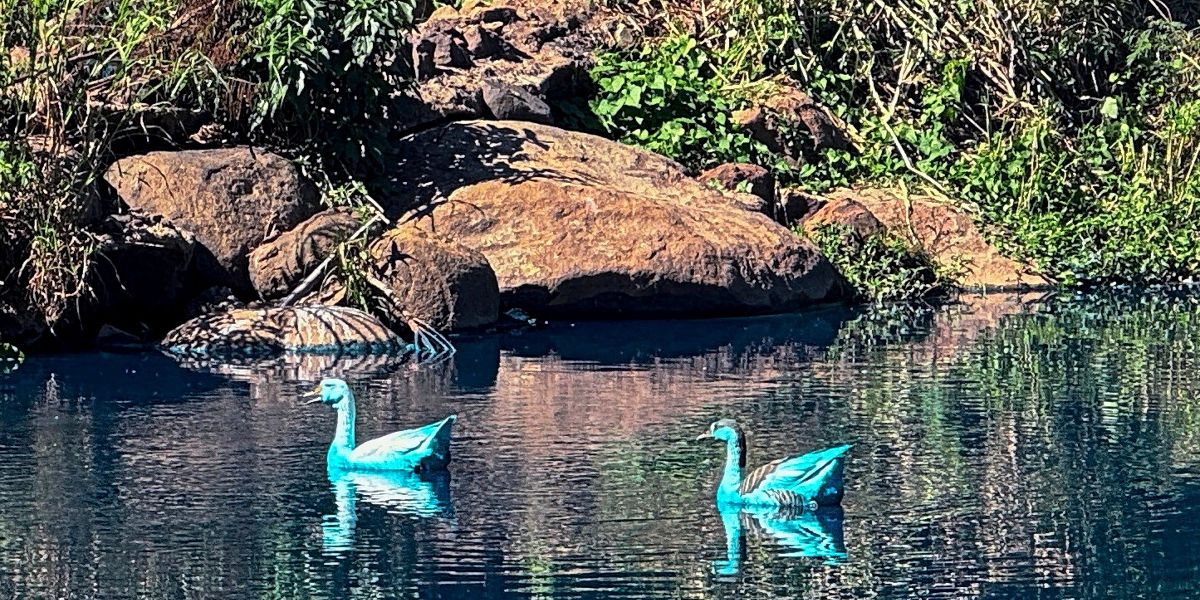 Farbtransporter stürzt in See in Brasilien, Tiere blau eingefärbt