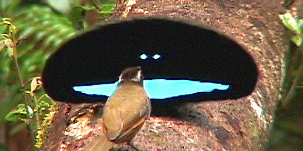 Paradiesvogel produziert das schwärzeste Schwarz des Tierreichs - Natur ...