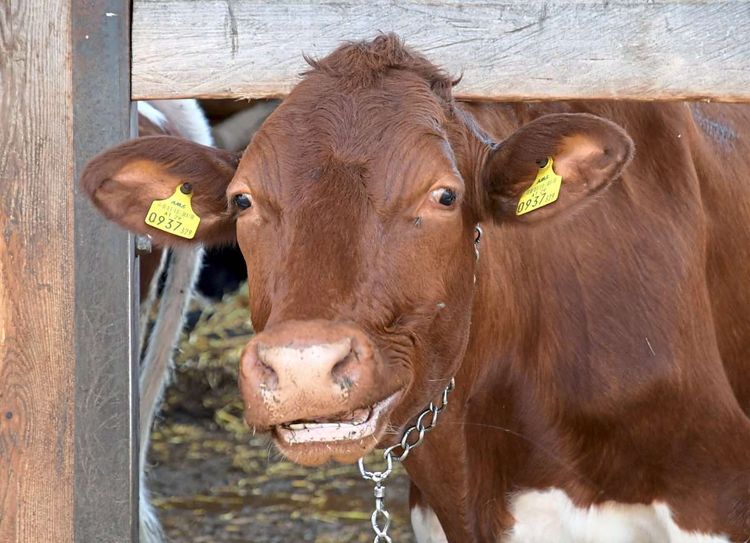Kuh mit Marken in den Ohren in einem Stall