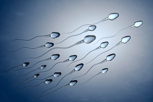 Neue Verhtungsmethode: Vaginalgel aus Garnelen soll Spermien stoppen -  Mensch - derStandard.de  Wissen und Gesellschaft